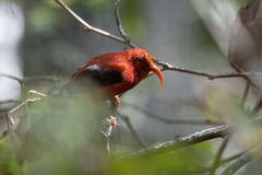 Drepanis coccinea