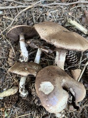 Agaricus benesii