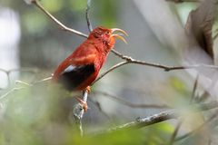 Drepanis coccinea