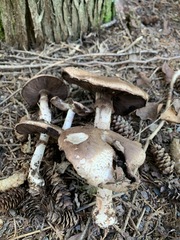 Agaricus benesii