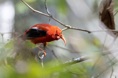 Drepanis coccinea