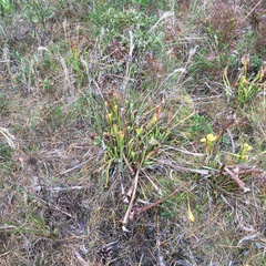 Sarracenia flava
