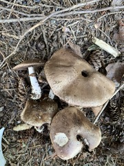 Agaricus benesii