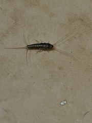 Ctenolepisma longicaudatum
