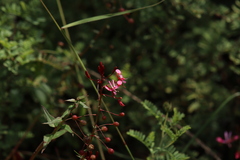 Lopezia racemosa