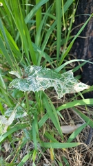 Phytomyza syngenesiae