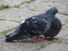 Columba livia domestica