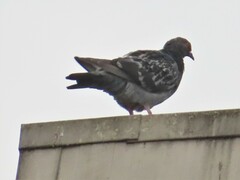 Columba livia domestica