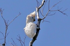 Cacatua ducorpsii