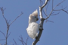 Cacatua ducorpsii