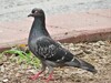 Feral Pigeon - Photo (c) Jorge A. Pérez Torres, some rights reserved (CC BY-NC), uploaded by Jorge A. Pérez Torres