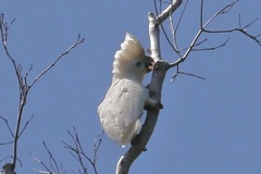 Cacatua ducorpsii