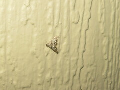 Petrophila fulicalis