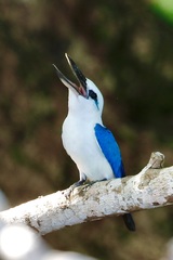 Todiramphus saurophagus