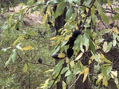 Prunus amygdalus