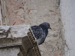 Columba livia domestica