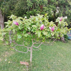 Magnolia liliiflora