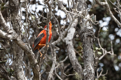 Drepanis coccinea