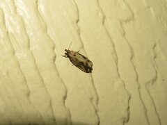 Endothenia nubilana