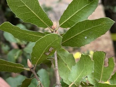 Quercus wislizeni