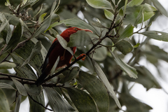 Drepanis coccinea