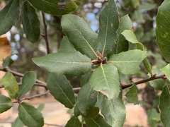 Quercus wislizeni