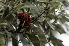 Drepanis coccinea