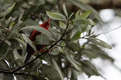 Drepanis coccinea