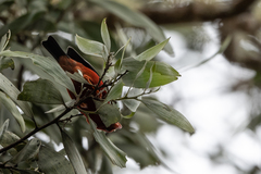 Drepanis coccinea