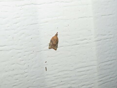 Platynota flavedana
