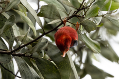 Drepanis coccinea