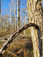 Ulmus thomasii