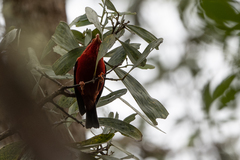 Drepanis coccinea
