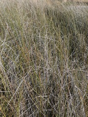 Juncus roemerianus