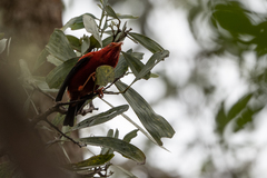 Drepanis coccinea