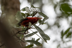 Drepanis coccinea