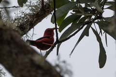 Drepanis coccinea