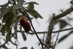 Drepanis coccinea