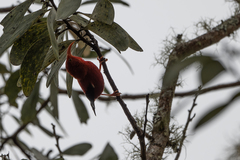 Drepanis coccinea