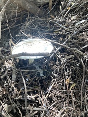 Battarrea phalloides