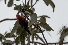 Drepanis coccinea
