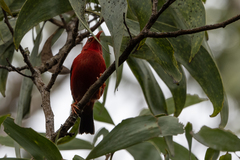 Drepanis coccinea