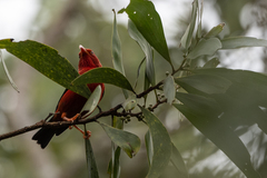 Drepanis coccinea
