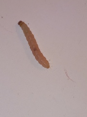 Plodia interpunctella