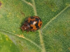Subcoccinella vigintiquatuorpunctata