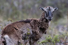 Ovis aries