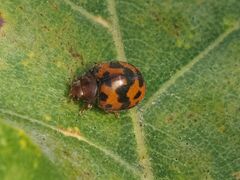 Subcoccinella vigintiquatuorpunctata