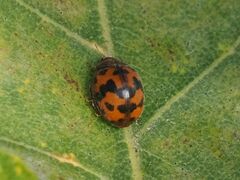 Subcoccinella vigintiquatuorpunctata