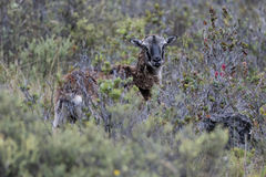 Ovis aries