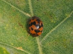Subcoccinella vigintiquatuorpunctata